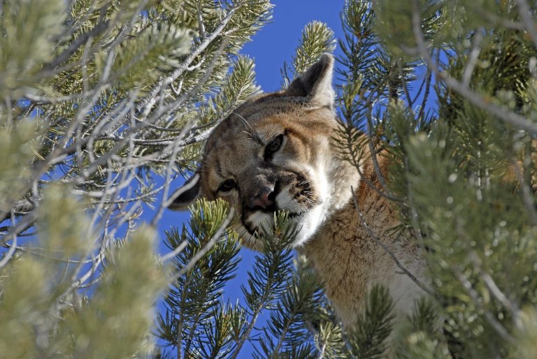 Colorado Mountain Lion Hunting QRS Outdoor Specialties