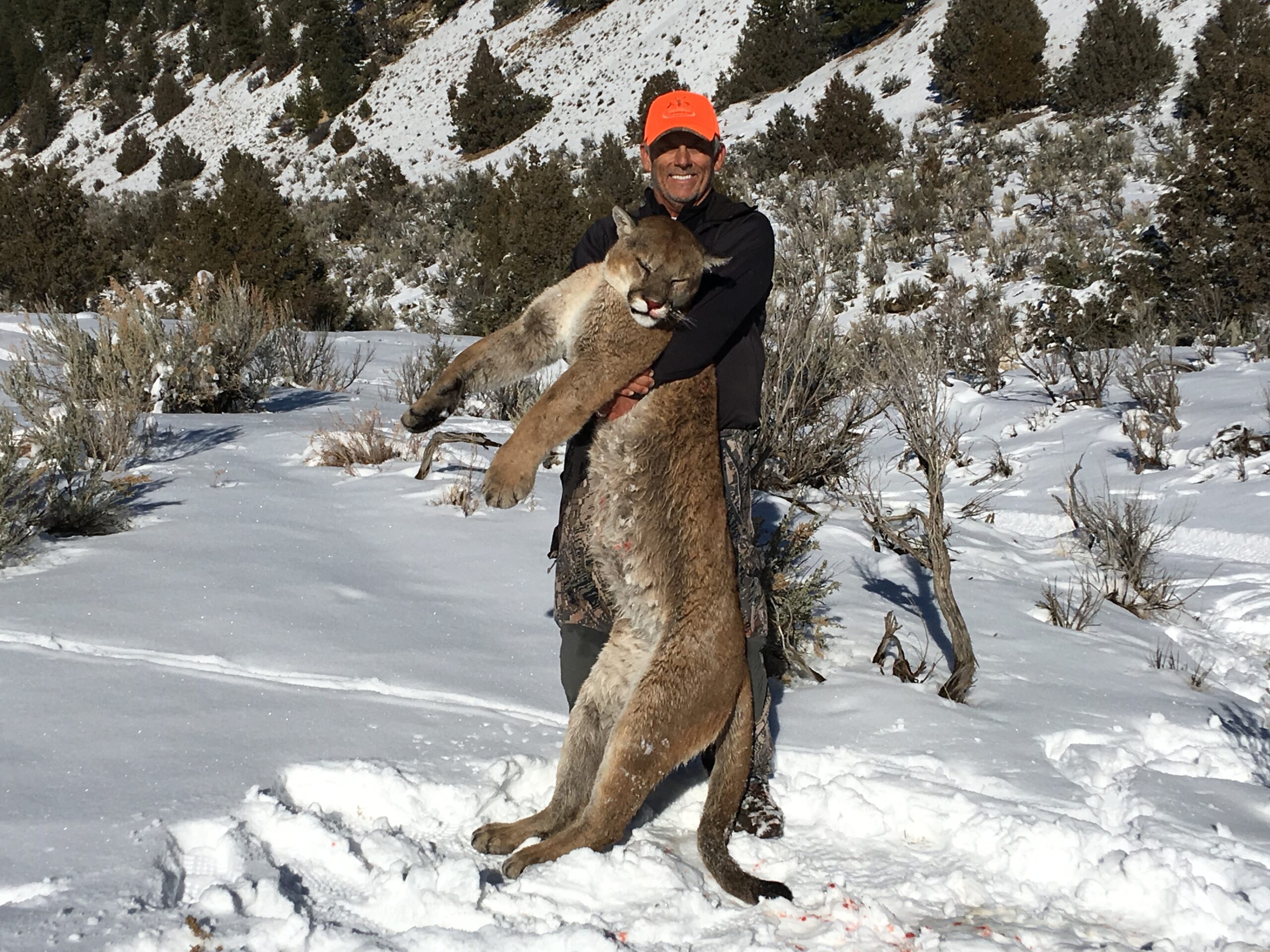 Colorado Mountain Lion Hunting QRS Outdoor Specialties