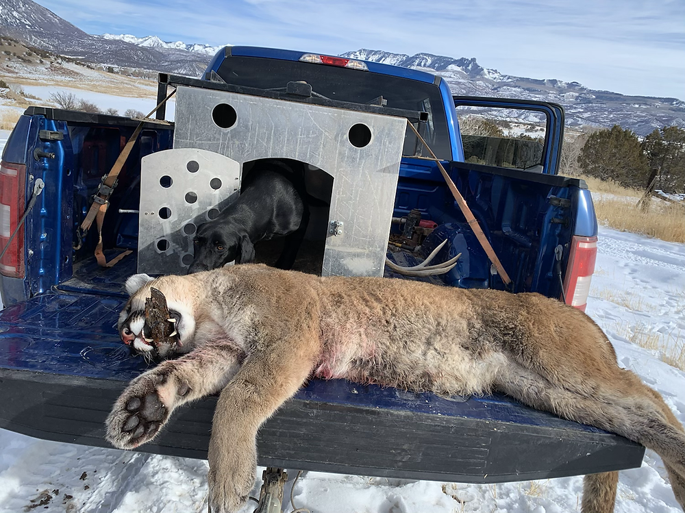 Colorado Mountain Lion Hunts