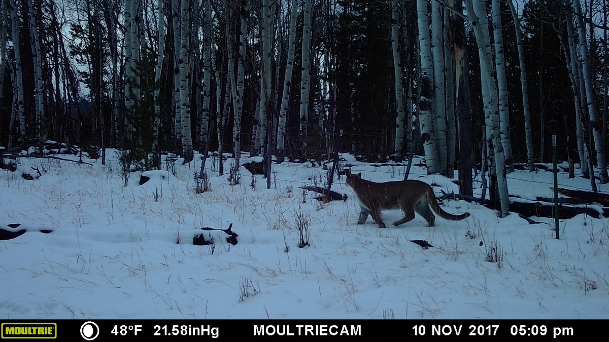Colorado Mountain Lion Hunts Mountain Lion Hunting Outfitters