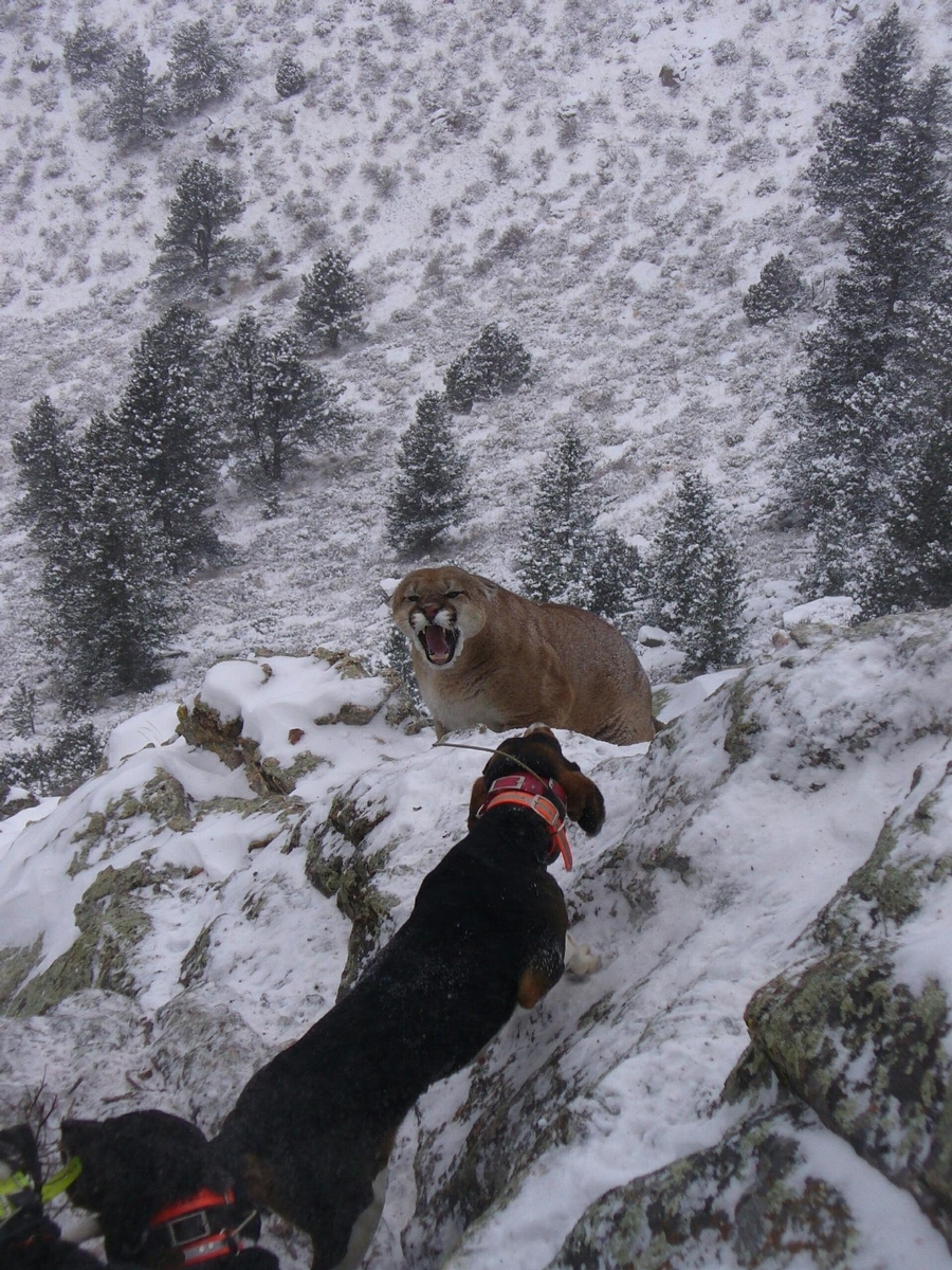 Colorado Mountain Lion Hunts Mountain Lion Hunting Outfitters