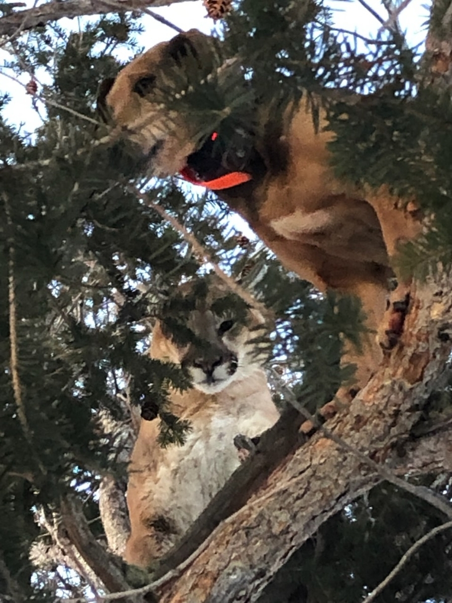 colorado mountain lion hunting outfitters