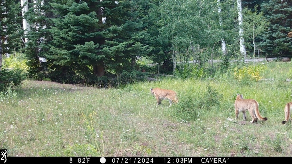 Colorado Mountain Lion Hunts Mountain Lion Hunting Outfitters