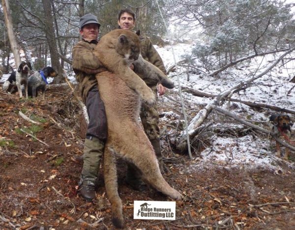 Colorado Mountain Lion Hunts Xtreme Dream Outfitters