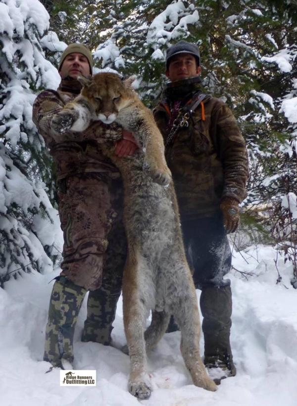 Colorado Mountain Lion Hunts Xtreme Dream Outfitters