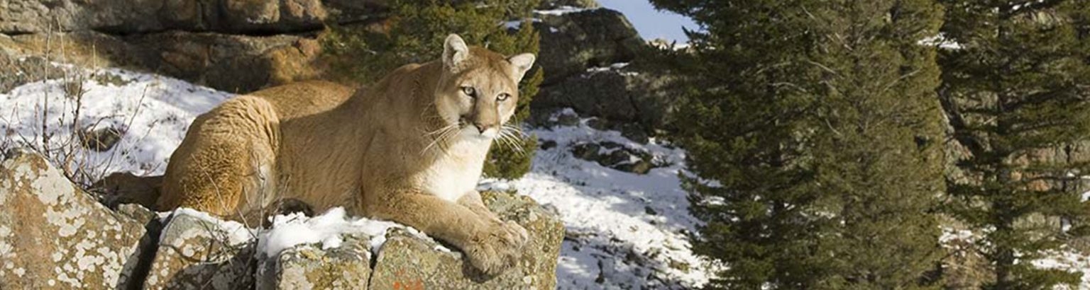 Colorado Mountain Lion RMOOC Rocky Mountain Outfitters Of Colorado