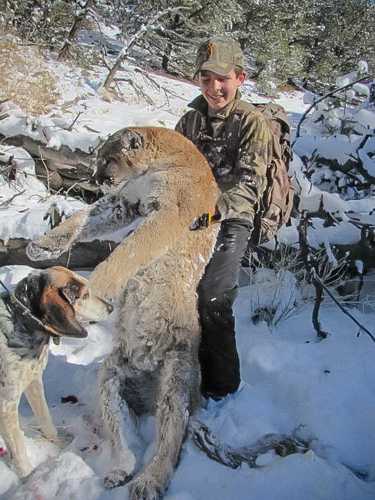 Colorado Mountain Lion RMOOC Rocky Mountain Outfitters Of Colorado