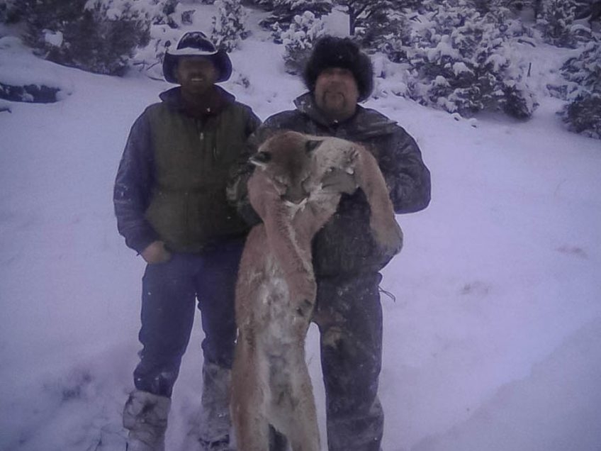 Colorado Mountain Lion RMOOC Rocky Mountain Outfitters Of Colorado