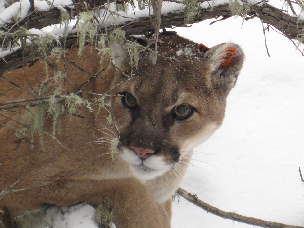Colorado Mountain Lion Season 2024 Rani Valeda