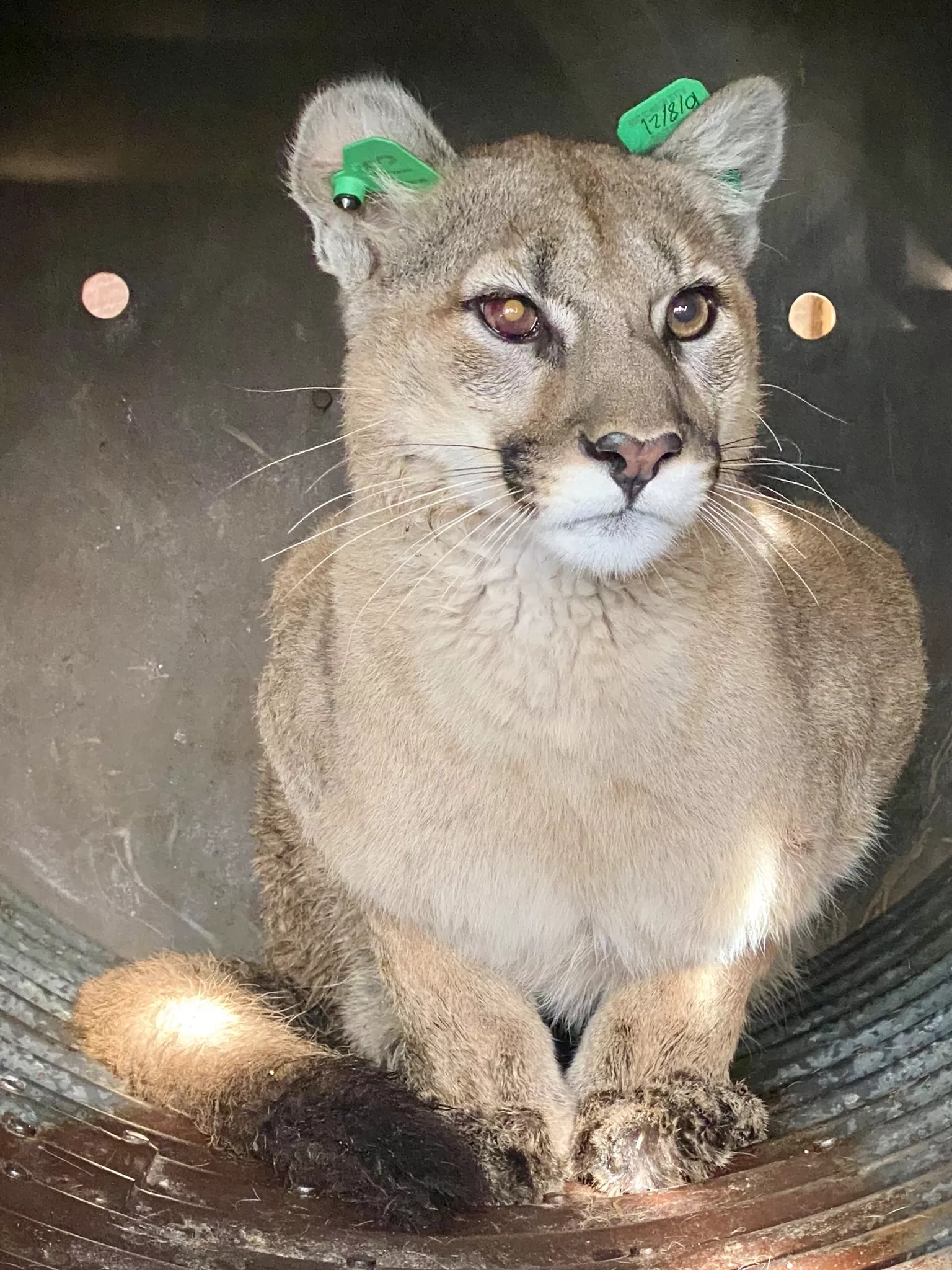 Colorado Mountain Lion Sightings Increasing But Are There Really More 
