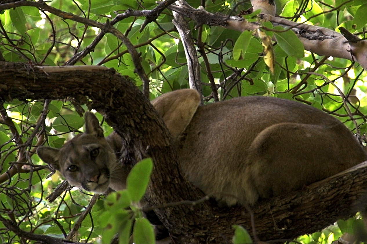 mountain lion sightings in colorado