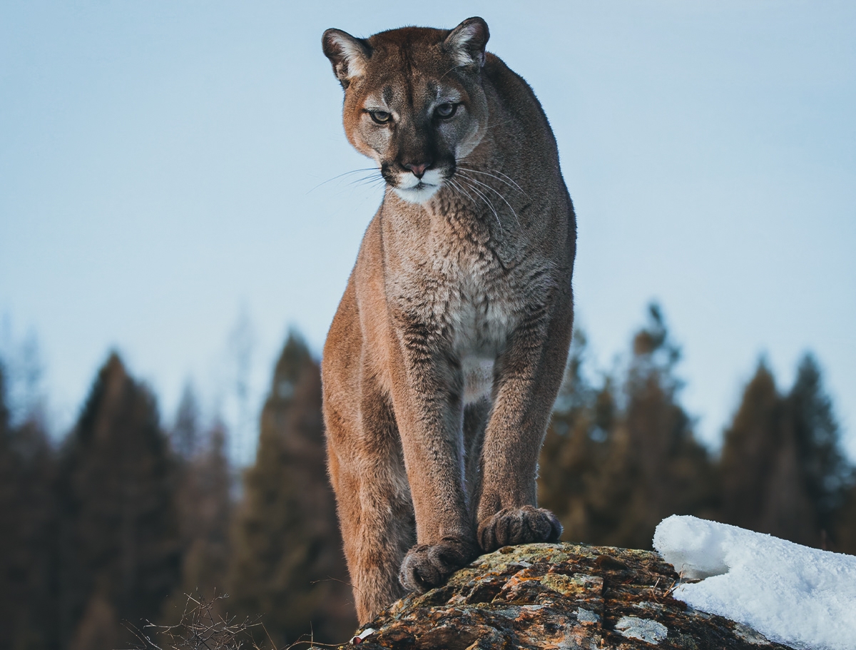 Colorado Mountain Lions Kill At Least 15 Dogs Near Small Town