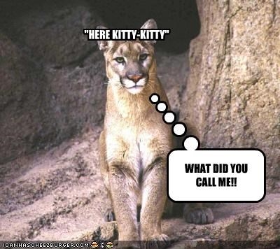 Colorado Runner Chokes 80 pound Mountain Lion To Death Boing Boing 