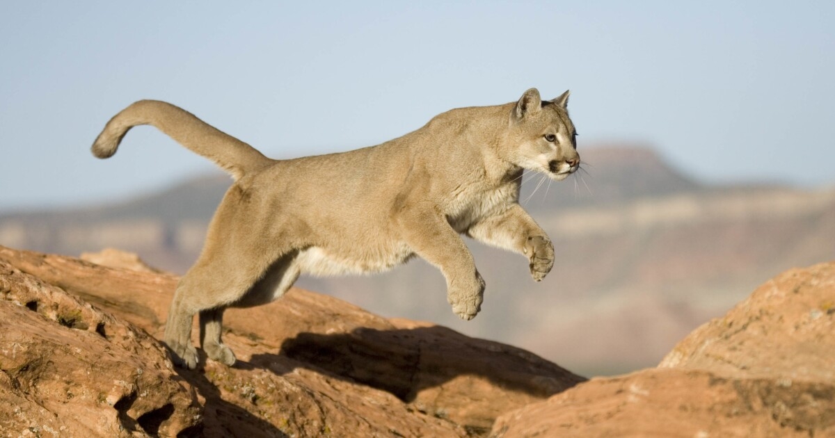 Colorado Runner Kills Mountain Lion In Self Defense KPBS Public Media