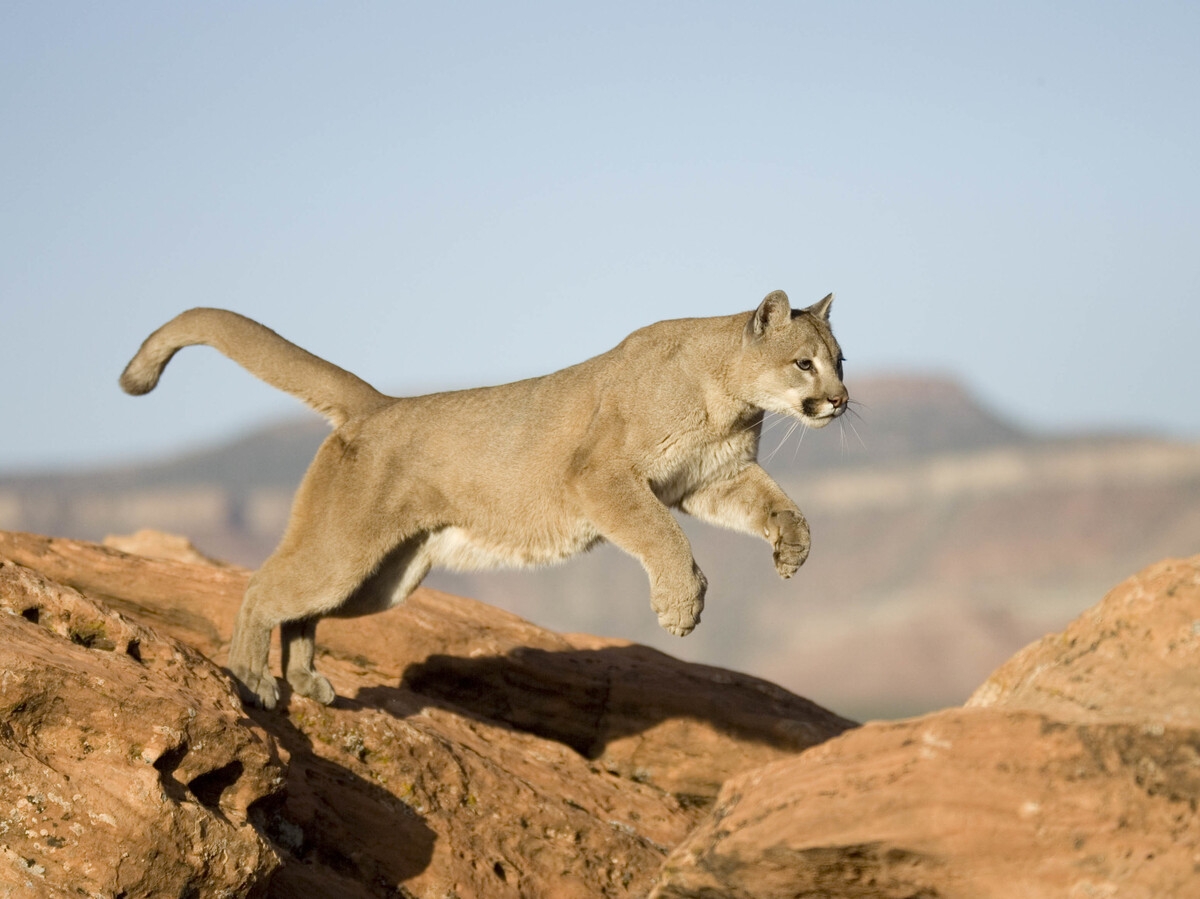 Colorado Runner Kills Mountain Lion In Self Defense NPR