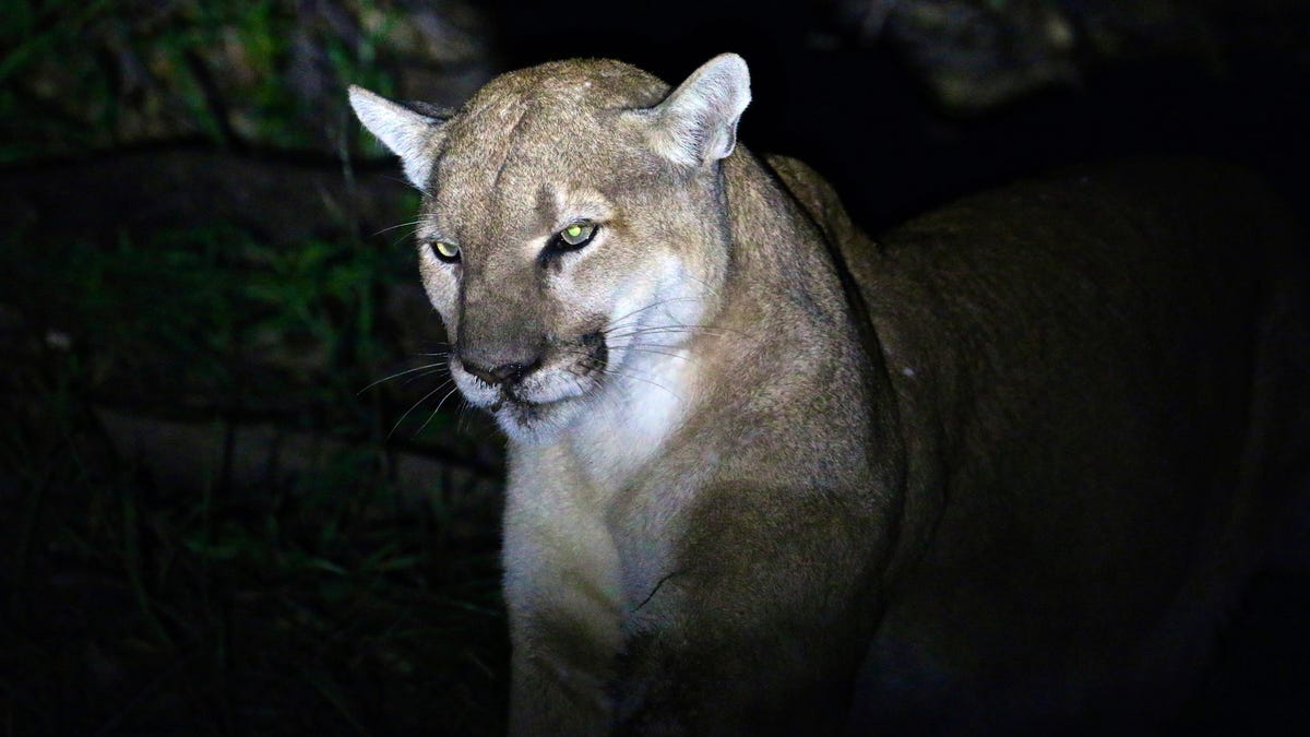 Colorado Runner Kills Mountain Lion With His Bare Hands After It 