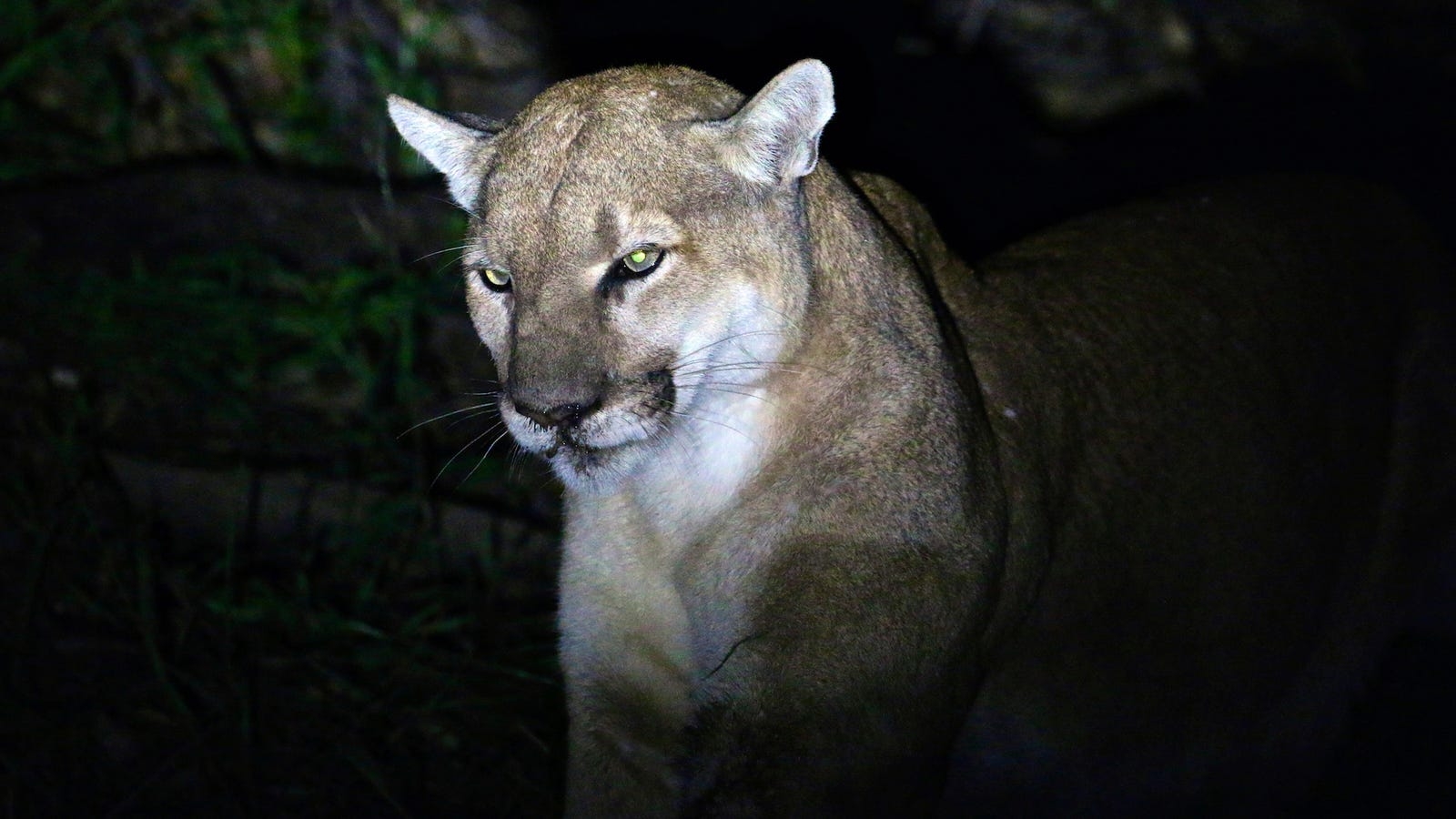 Colorado Runner Kills Mountain Lion With His Bare Hands After It 