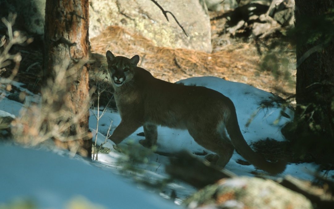 Colorado Runner Suffocates Mountain Lion During Attack Sporting 
