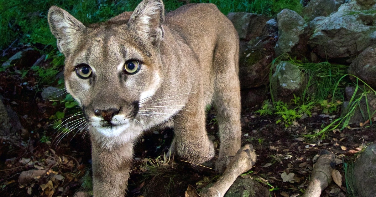 colorado mountain lion killed by runner
