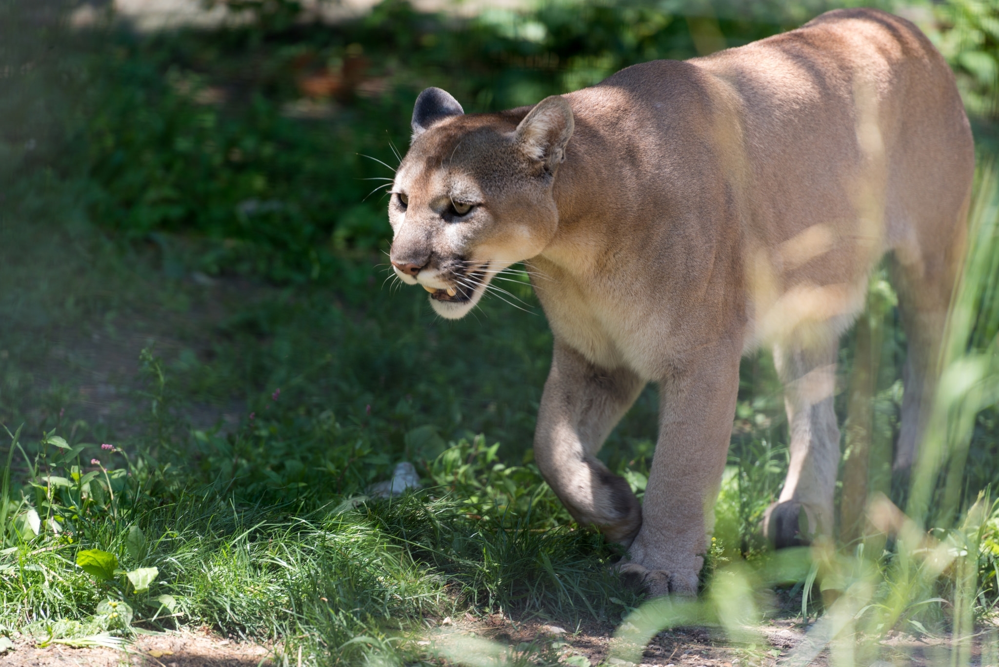 colorado runner mountain lion