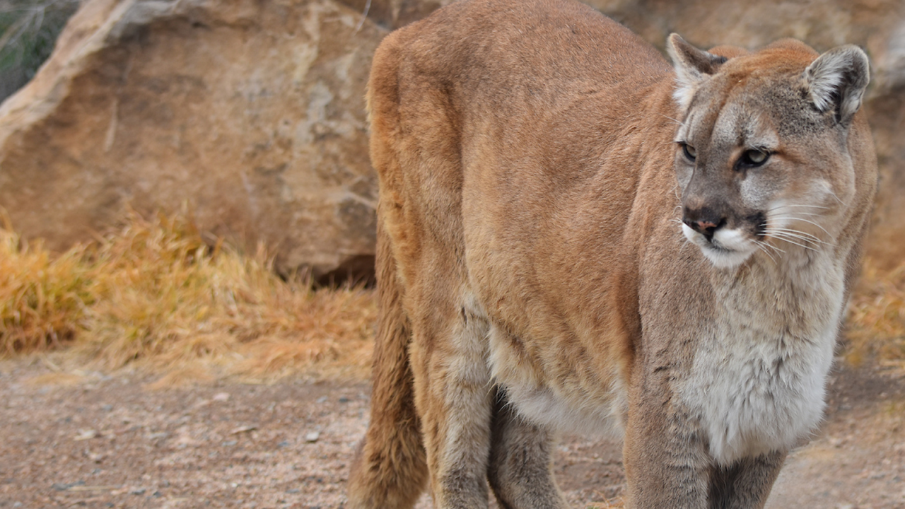 colorado man suffocates mountain lion