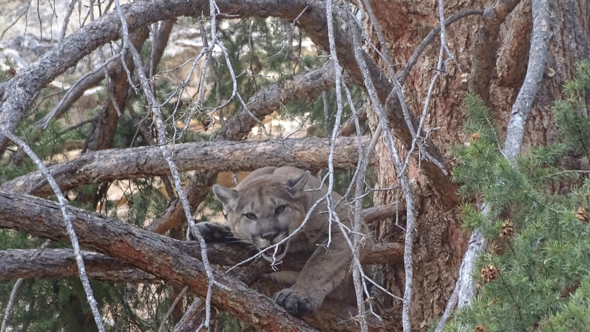 Colorado Utah Mountain Lion Hunt