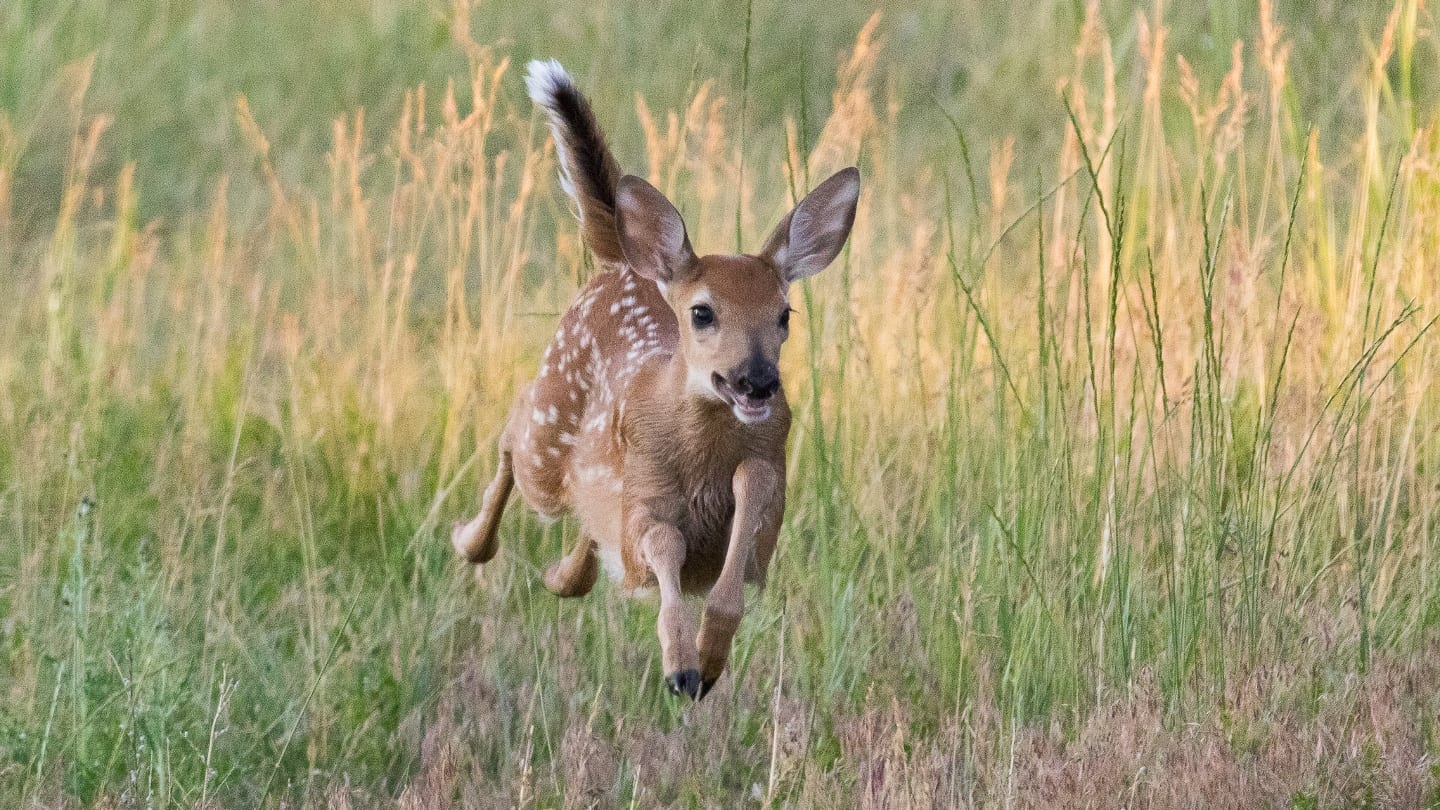 colorado parks and wildlife mountain lion