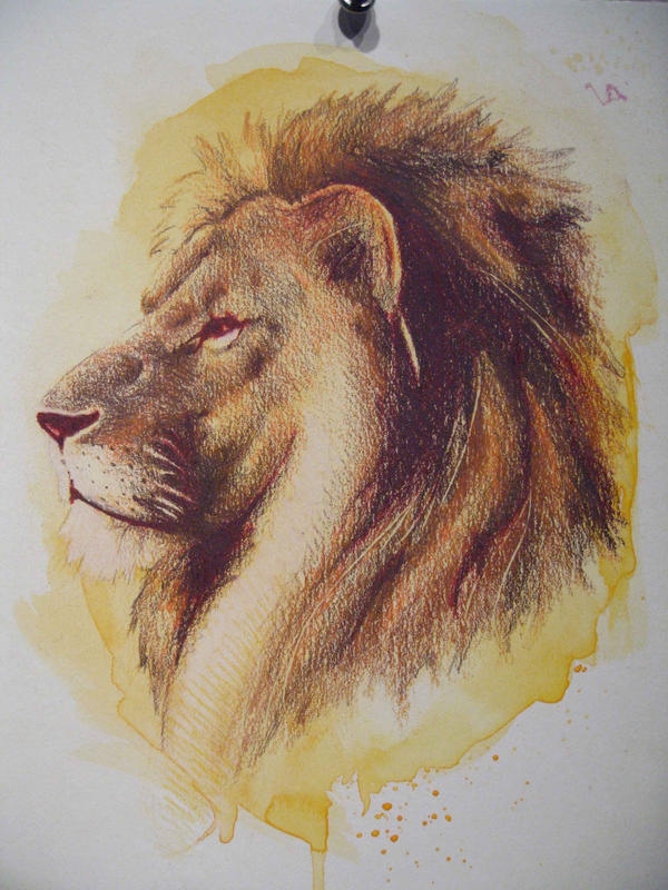 Colored Pencil Lion By Paper Panda On DeviantArt