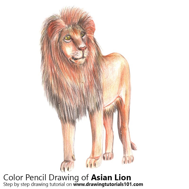 Colored Pencil Realistic Lion Drawing Pencildrawing2019