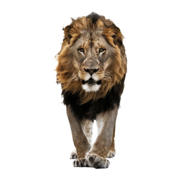 Colorful Lion Drawing PNG Transparent Images Free Download Vector 