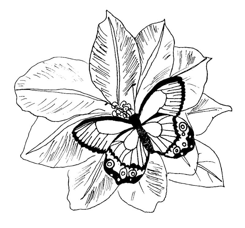 Coloring Pages Flowers Butterflies Coloring Nation