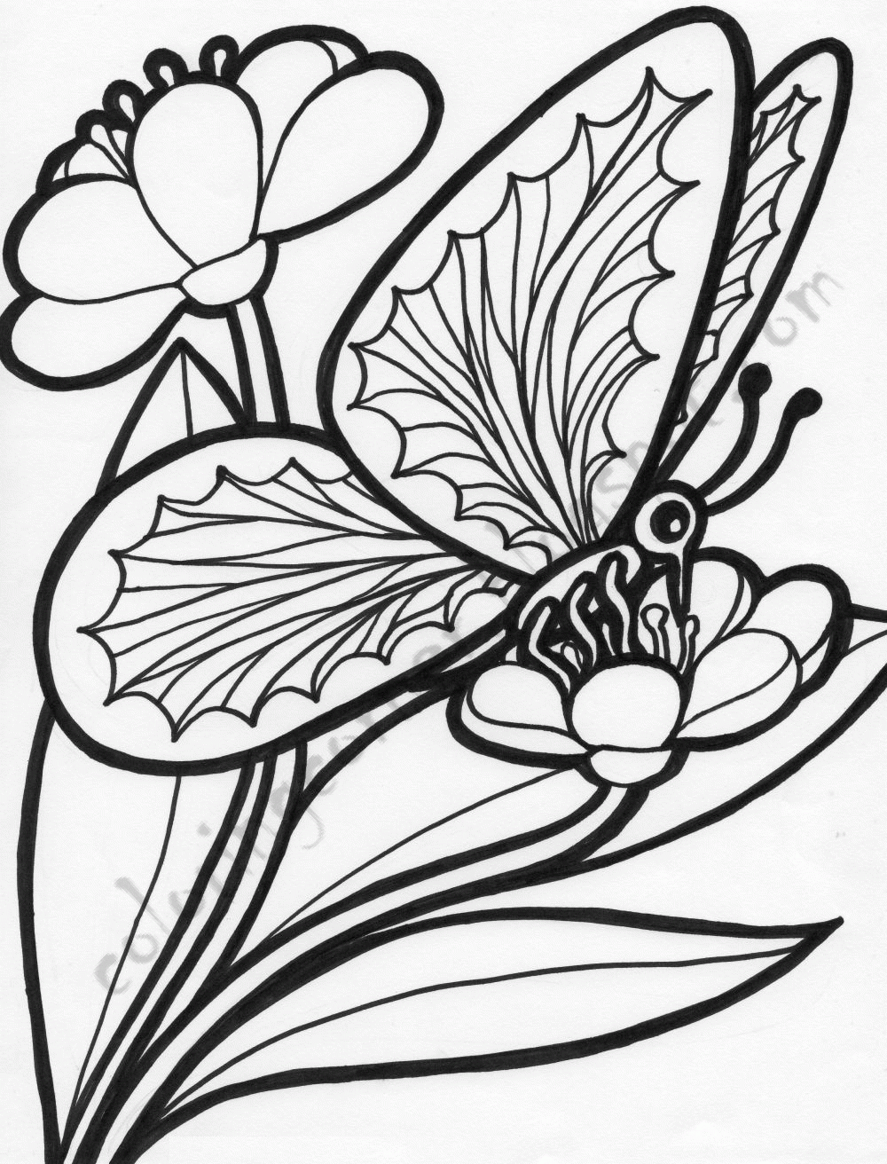 Coloring Pages Flowers Butterflies Coloring Pages
