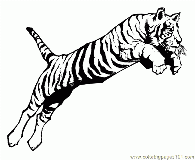 Coloring Pages Lion Tiger Coloring Page 04 Animals gt Tiger Free 