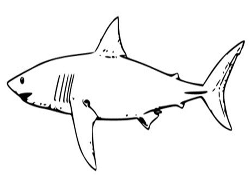 printable pictures of sharks