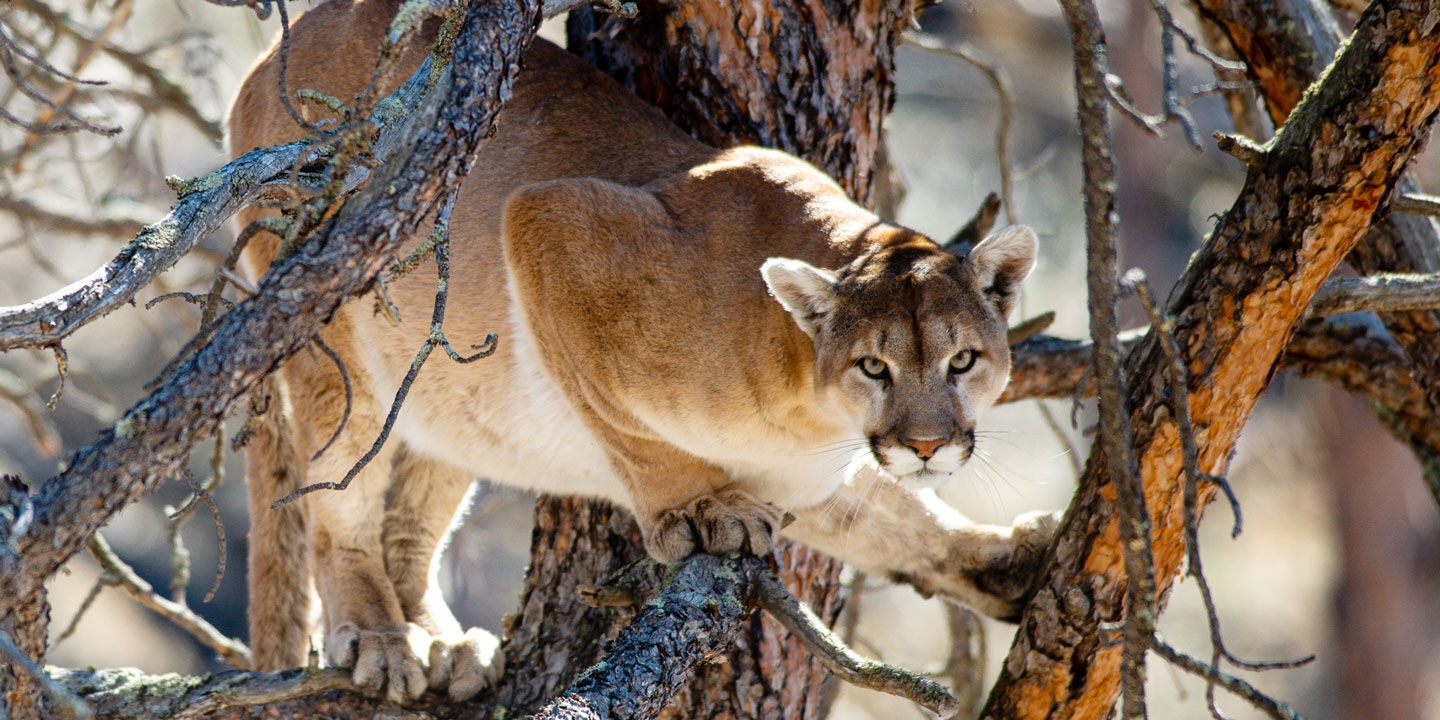 colorado mountain lion season 2024