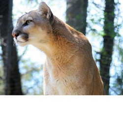 Commissioners To Consider 2024 Mountain Lion Season KCSR KBPY