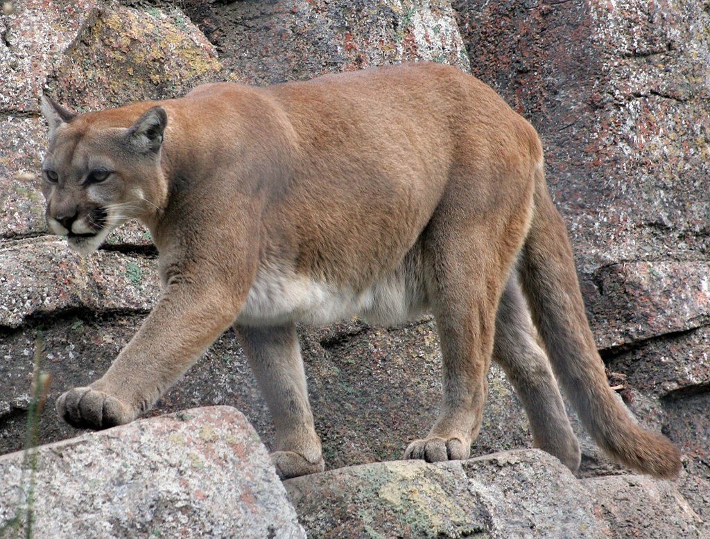 Cougar Attacks Man In Colorado Man Strangles Mountain Lion To DEATH 