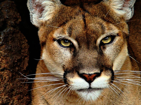 Coyotes Mountain Lions Bears Watching Eyes Of The Night