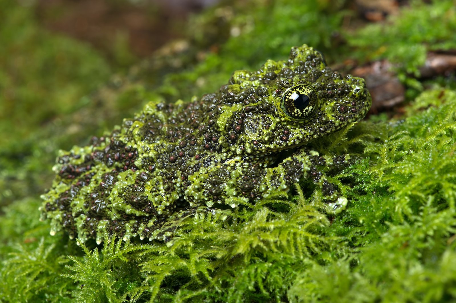 Cryptic Coloration The Role Of Color In Nature s Camouflage Color 
