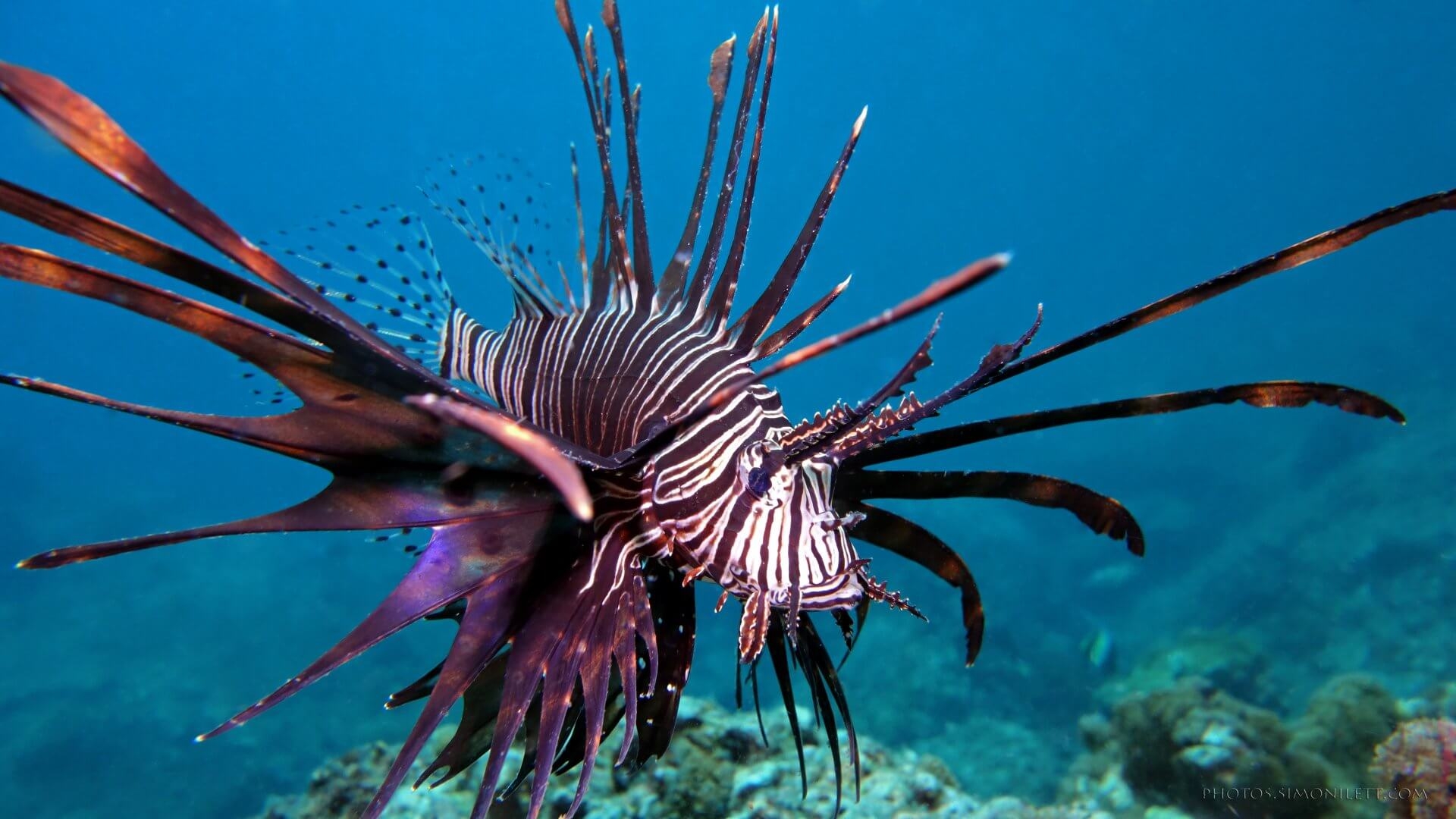 Disco Lion Fish Underwater Photography By Simon Ilett