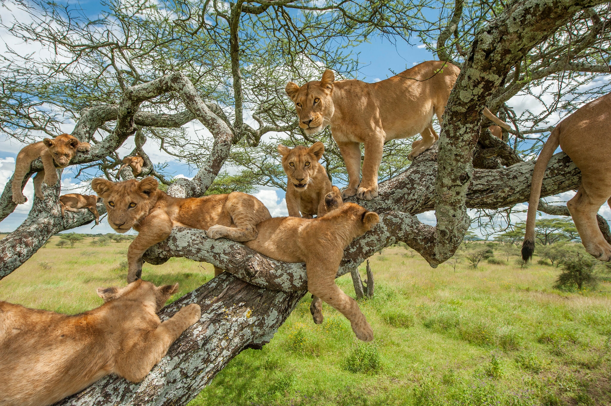Do Lions Hibernate Exploring The Sleep Habits Of Big Cats