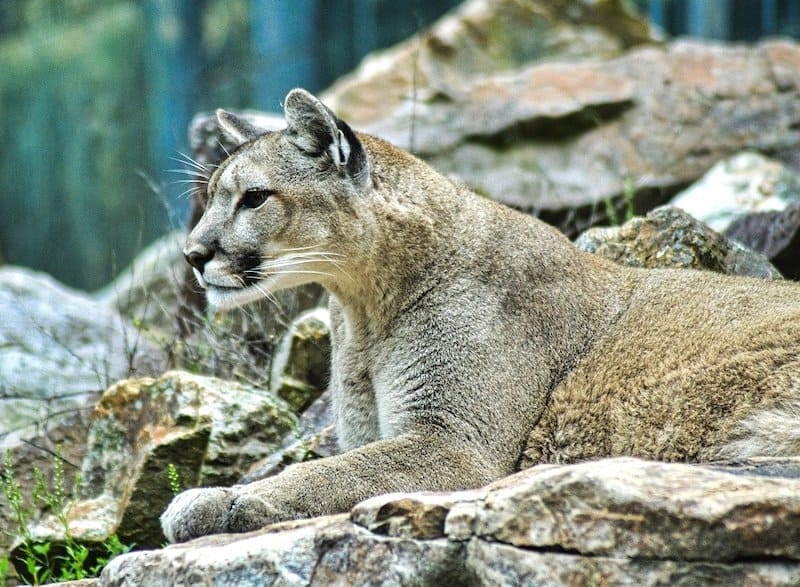 Does California Have Mountain Lions Mountain Lion Sightings In Sonora