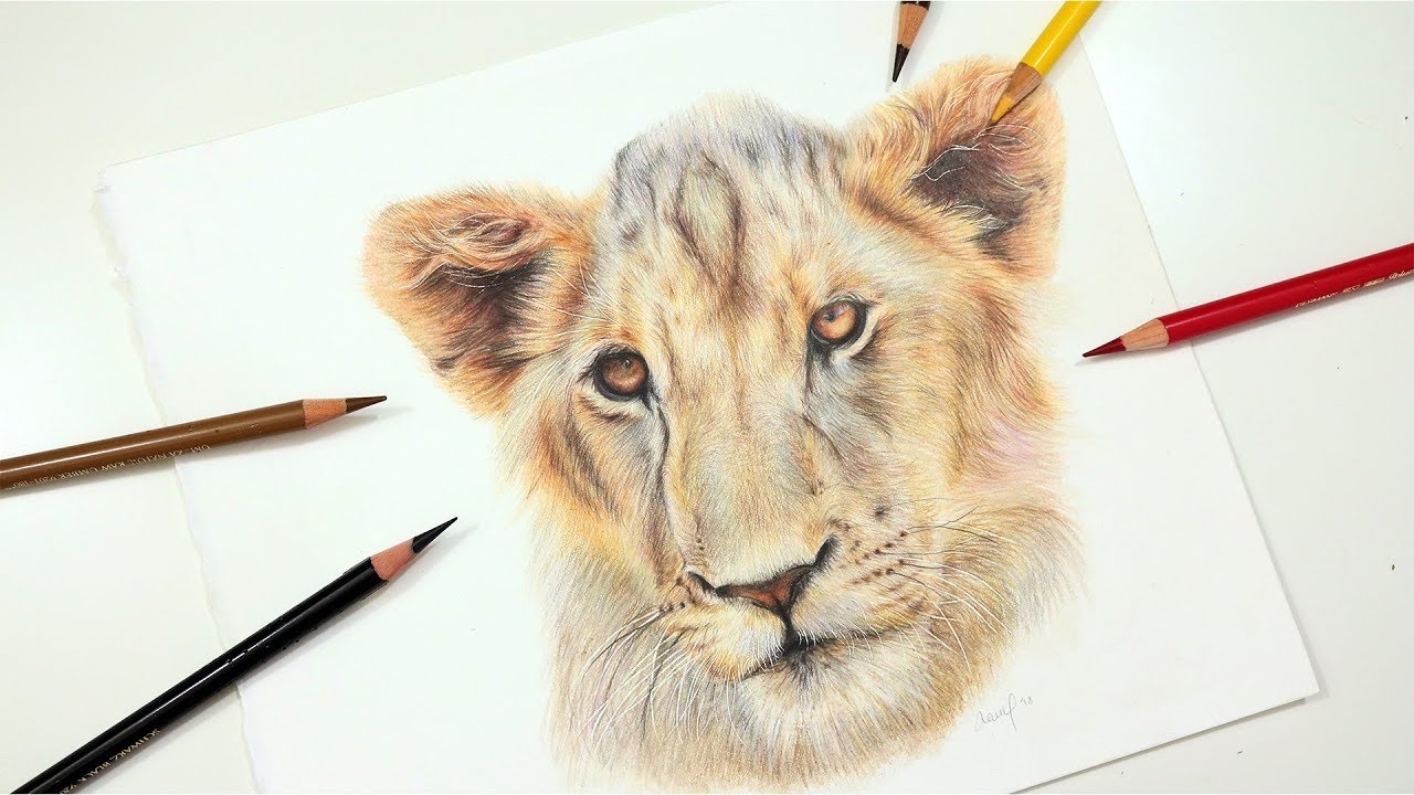 Drawing Majestic Lions With Colored Pencils A Journey Into The Wild