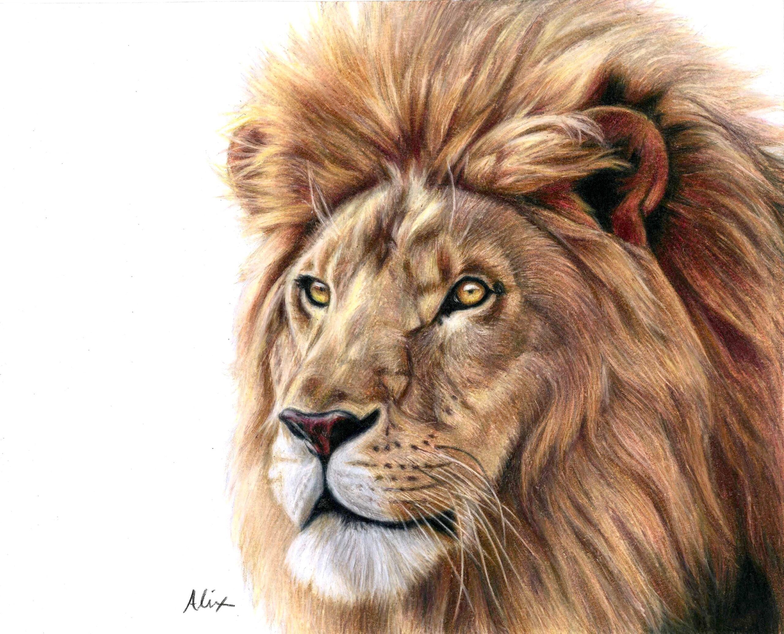 Drawing Majestic Lions With Colored Pencils A Journey Into The Wild