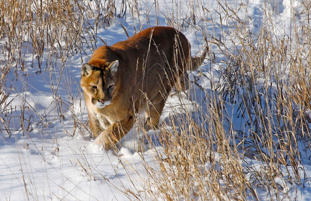 East Slope Mountain Lion Management Plan Colorado Outdoors Online