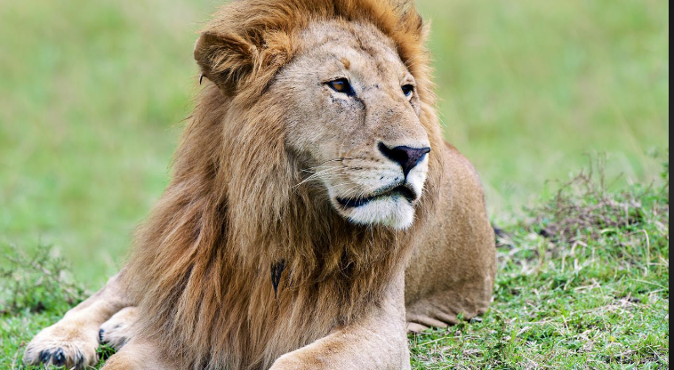 Exploring The Captivating Colors Of Lion 39 s Eyes