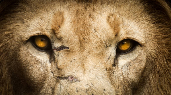 Exploring The Captivating Colors Of Lion 39 s Eyes