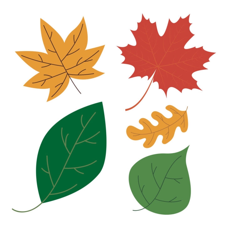 Fall Leaves Printables Printable Word Searches Printable Leaves