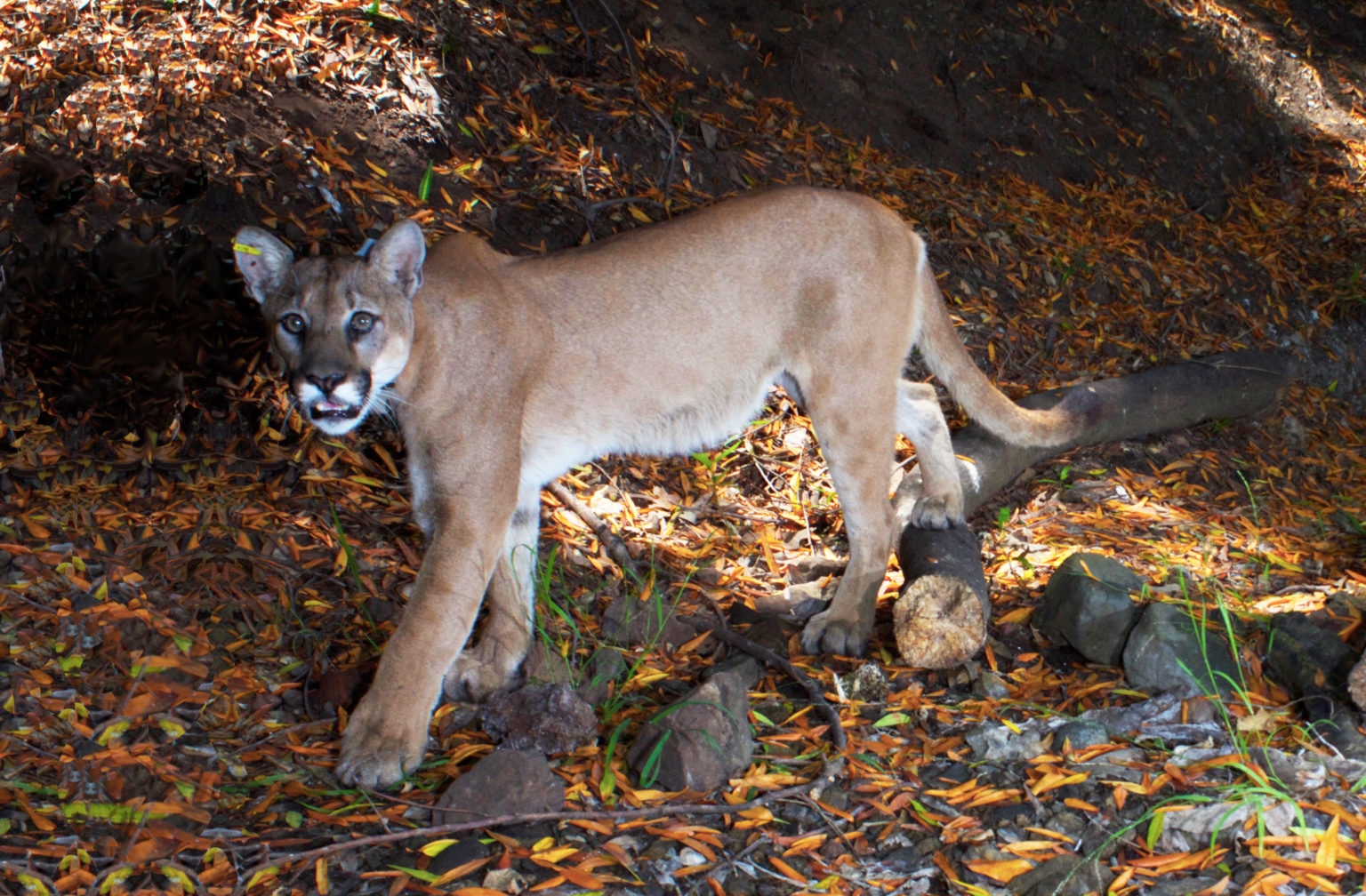 mountain lion colors