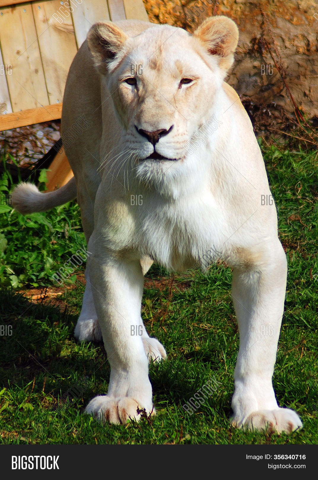 Female White Lion Rare Image Photo Free Trial Bigstock